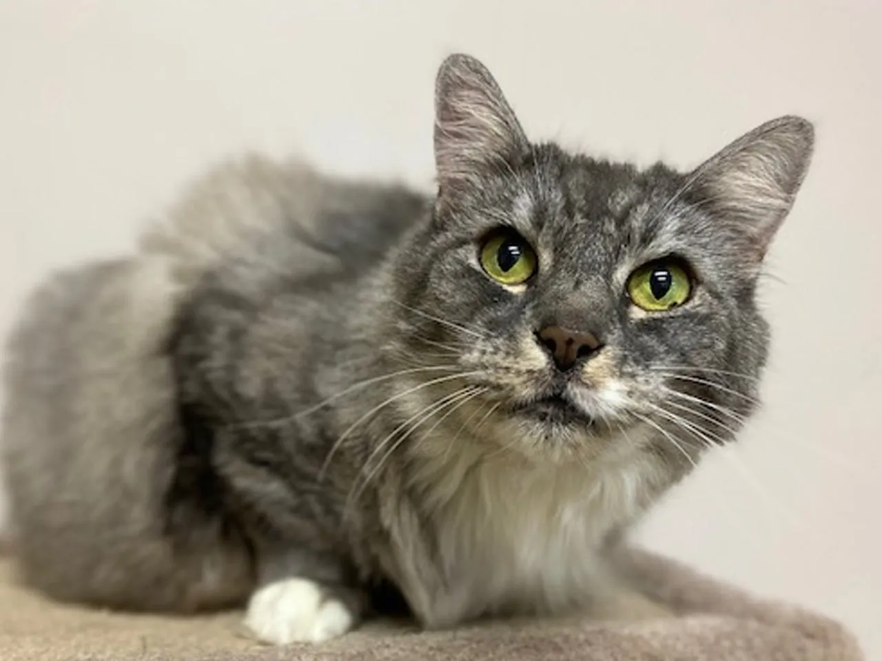 A day of care for an animal in Nanaimo