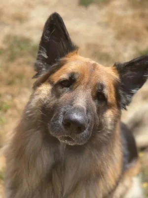 A day of care for an animal in Nanaimo
