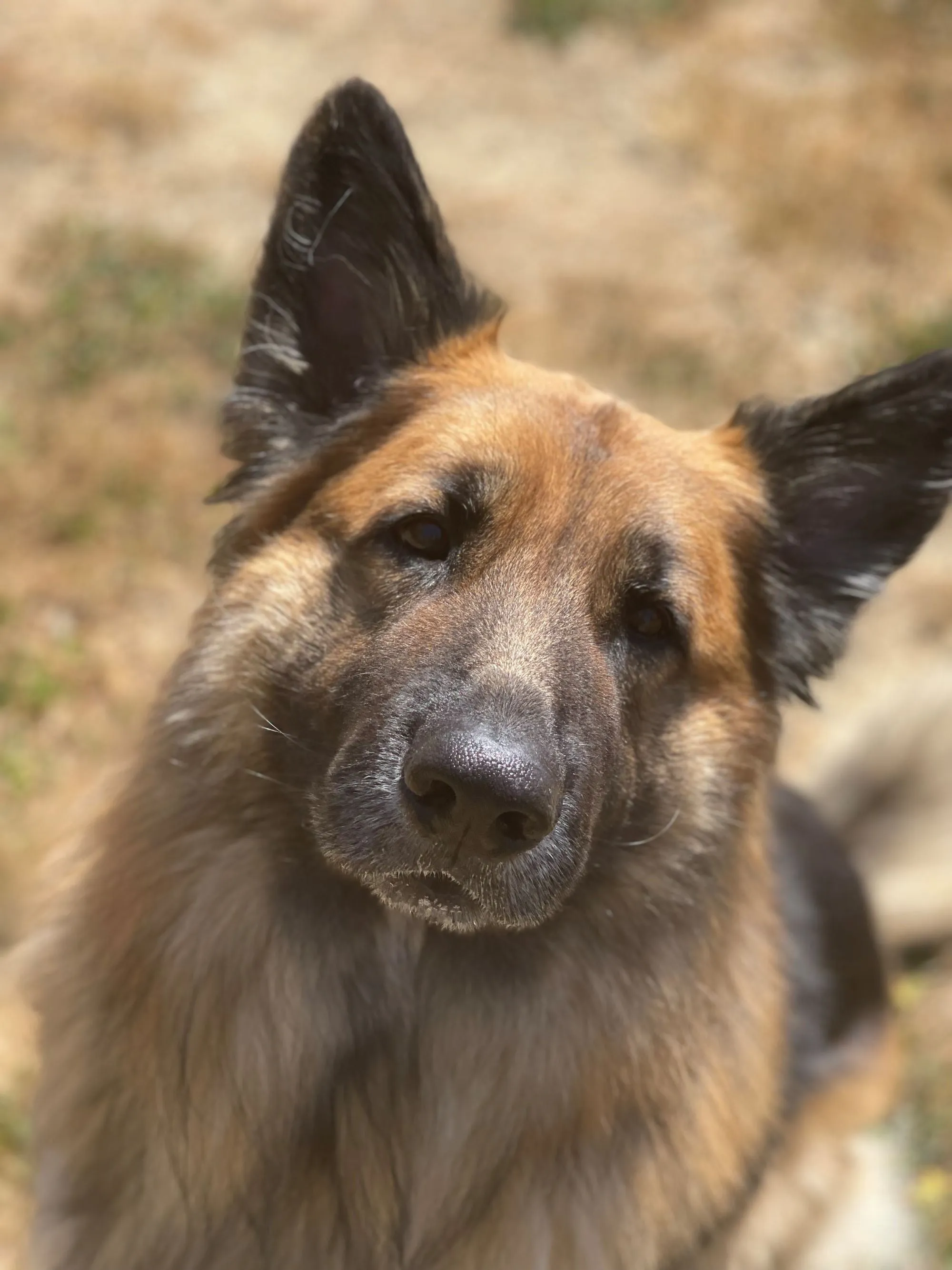 A day of care for an animal in Nanaimo
